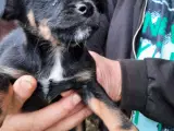dejlig hundehvalpe ds chihauhau - 2