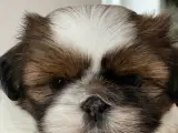 Shih Tzu hvalpe  - 3