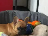 Lækker fræk fransk bulldog dreng - 5