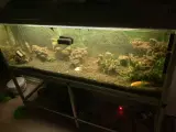 Akvarium 
