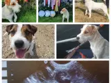 Jack russell terrier hvalpe med stamtavle 