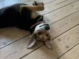 Søde Fluffy søger hjem ☺️ - 3
