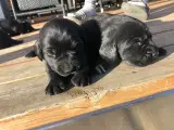 Fine Hundehvalpe tilsalg