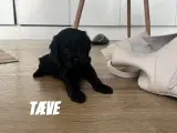 F1 cavapoo hvalpe  - 2