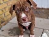 American Bully Hvalpe