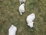 Hunde 8 weeks - 5