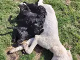 Cockerpoo - 3
