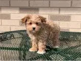 Sunde og yndige Maltipoo-hvalpe fås