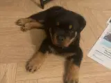 Rottweiler Hvalp Han - 2