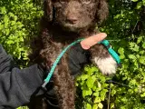 Curly Coatted Retriver / Lagotto Romagnolo - 4