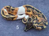 Pied kongepythons og lidt mere, nye priser - 5