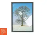Indrammet billede af et træ fra Posterland (str. 29,8x42 cm) - 2