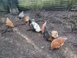 Forskellige høns og en flot hane
