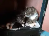  maine coon blanding 