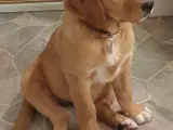 Hvalpe  Golden/Labrador retriever 