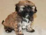 Lhasa Apso hvalpe - 5