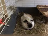 Smuk dreng