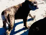 Olde English bulldog 6 mdr - 2