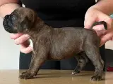 Boxer / Old english bulldog hvalpe  - 2
