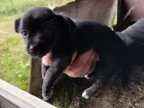 hundehvalpe