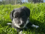Border Collie hvalp - 2