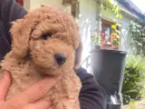 Goldendoodle F1bb-mini hvalpe - født 4. juli 2025 - 3