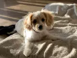 Cavapoo babyer er rejse klar nu - 5