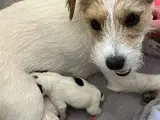Jack Russell hvalp - 3