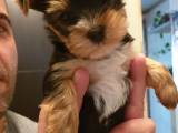 Drenge Yorkshire Terrier