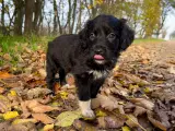 Små lækre bamse hvalpe sælges 🐶🐾🦴❤️
