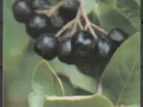 Aronia  Planter