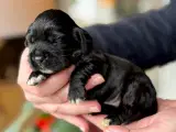 Cocker spaniel / Cavalier King Charles spaniel mix - 3