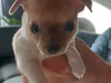 Chihuahua hvalpe 