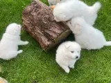 Hunde hvalpe - Japansk spids - 2