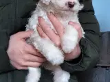 Lagotto hvalpe -doodle - 2
