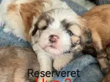 Lhasa apso/Bichon Havanais hvalpe - 4