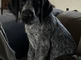 Ruhåret hønsehund