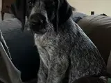 Ruhåret hønsehund