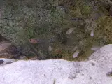 Neolamprologus Multifasciatus