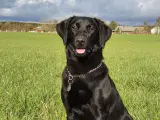 Labrador F1 hvalpe - 4
