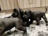 Dværgschnauzer  - 4