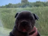 American bully  - 3