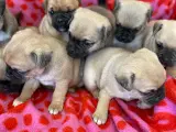 søde mops/dansk-svensk gårdhund - 4