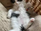 Maine Coon Perser killinger - 4