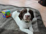 Springer spaniel hvalpe