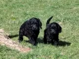 Cockerpoo - 2