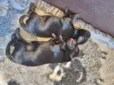 Labrador Hvalpe  - 2