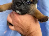 Kærlige franske bulldog  - 3