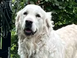Golden Retriever hvalpe - 5