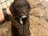 Maltipoo